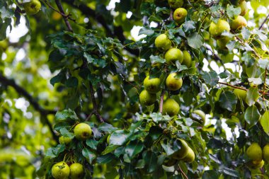 Olgun armut meyve bahçesi olarak yeşil ağaç üzerinde asılı