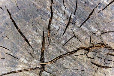 Makro ahşap bölümü eski ağaç kesme gördüm