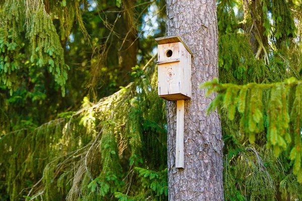 Starlingová Dům Připojen Staré Jedle Jehličnatých Lesů — Stock fotografie