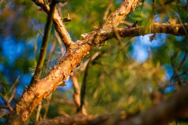 Çam kabuğu kapsayan büyük şube. İğne yapraklı orman ağaçları arasında güneş ışığı
