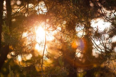 Parlak güneş iğne yapraklı orman dallarında parlıyor