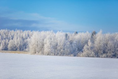 Parlak güneşli kış gününde detay frost ile kaplı ağaçlar