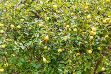 Elma meyve büyük dalları üzerinde erken olgunlaşma