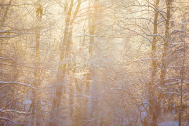 Altın güneş ışınları karlı orman akarsu. Kış manzarası