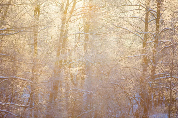 Goldene Sonnenstrahlen Strömen Durch Den Verschneiten Wald Winterlandschaft — Stockfoto