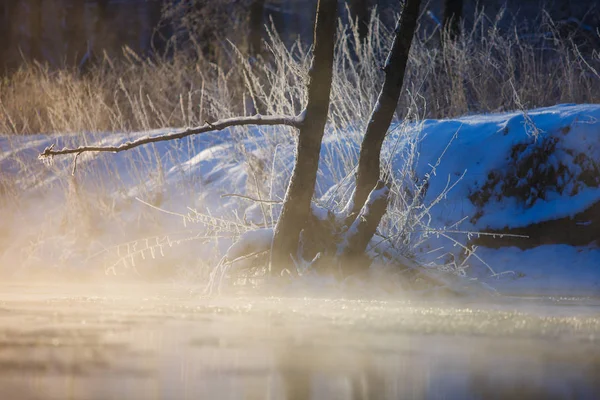 Einzelner Baum Der Kaltem Wasser Steht Das Mit Schnee Bedeckt — Stockfoto