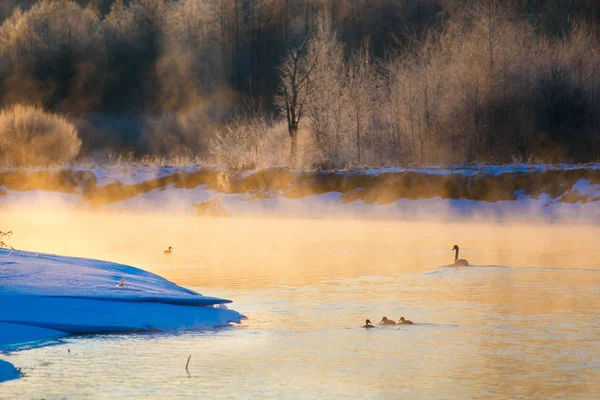 Cygne Petits Canetons Dans Lac Hiver Plein Soleil Doré — Photo