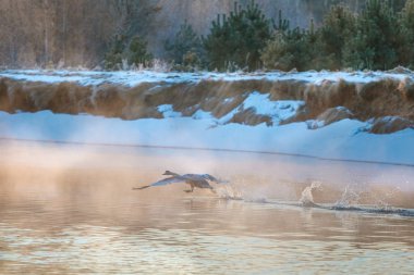 Su yüzeyine şafakta çalışan büyük kuğu