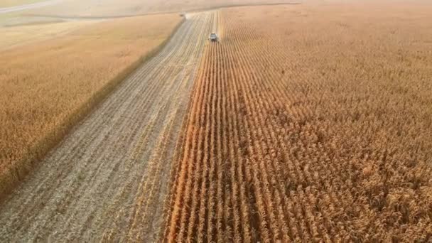 Комбайни Збирають Кукурудзу Полі Осінній Пейзаж Кадри — стокове відео