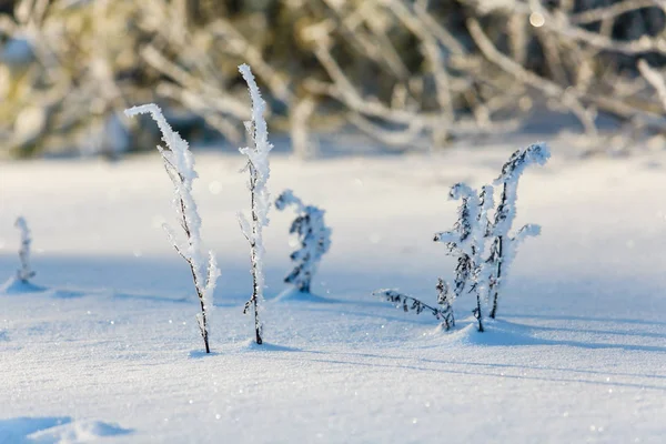 Raureif Auf Getrocknetem Gras Verschneiten Feld Winterlicher Hintergrund — Stockfoto
