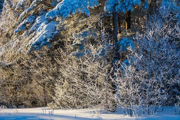 Mischwald Bedeckt Mit Einer Dicken Schneeschicht Winterlandschaft — Stockfoto