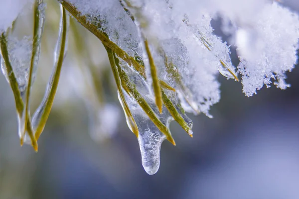 Kleiner Wassertropfen Läuft Eiszapfen Auf Kiefernzweig Herunter Vorfrühling — Stockfoto