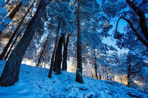 Pine forest growing on slope covered in thick snow layer. Winter landscape