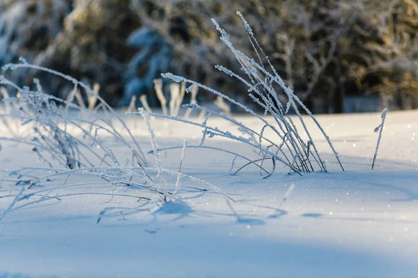 Getrocknete Grashalme Die Mit Raureif Bedeckt Sind Typisches Winterphänomen — Stockfoto