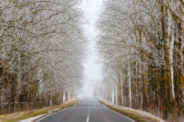 Bahar düz yolda. Hoarfrost ağaçlarda. Seyahat kavramı