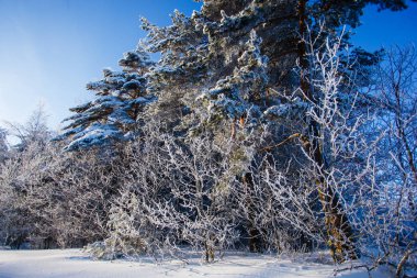 Güneşli bir günde kış orman. Karla kaplı ağaçlar