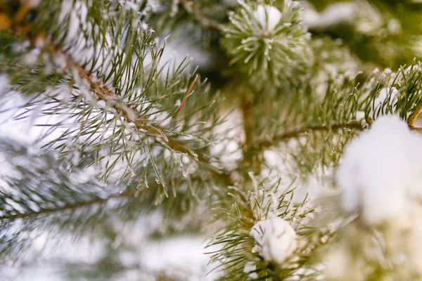 Immergrüne Zweige Die Mit Schnee Bedeckt Sind Selektiver Fokus — Stockfoto
