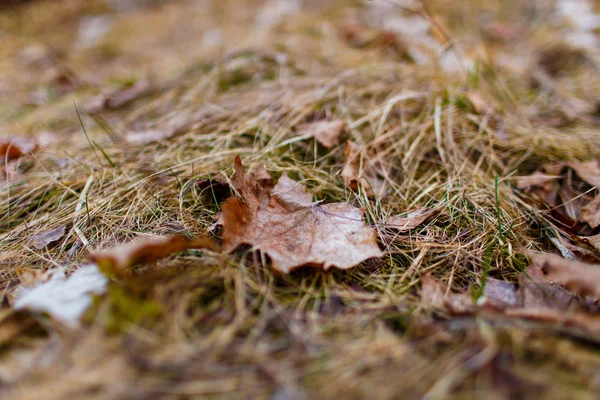 Pojedynczy Liść Leżącego Suszone Trawy Zbliżenie — Zdjęcie stockowe