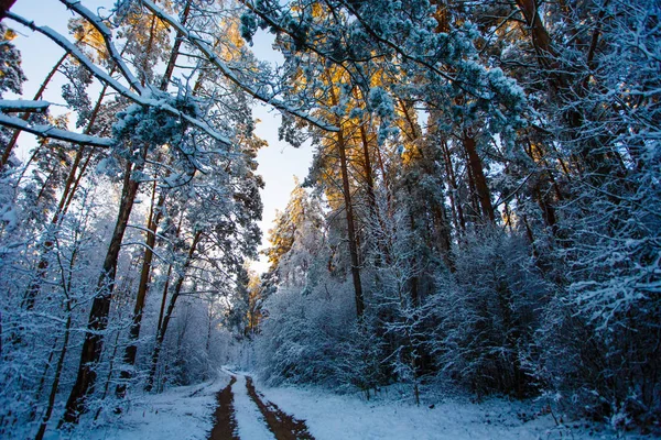 Зимний Лес Высокие Хвойные Деревья Покрытые Снегом Следы Лесу — стоковое фото