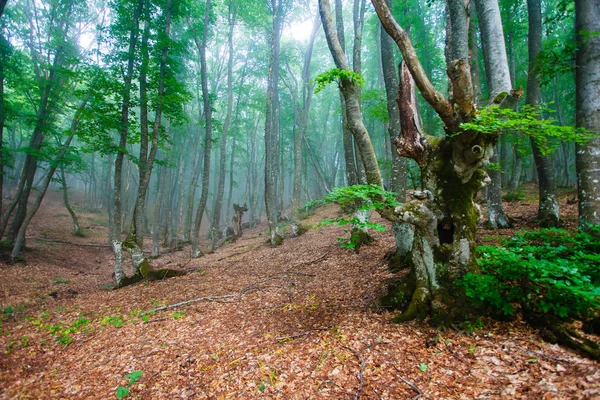 Καταπράσινο Πάρκο Καλυμμένο Ομίχλη Ανοιξιάτικο Τοπίο — Φωτογραφία Αρχείου