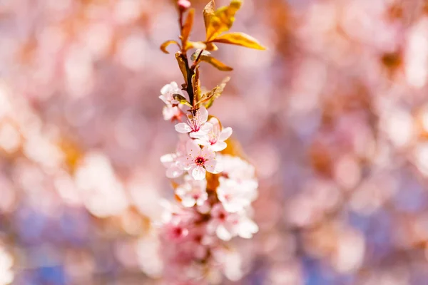 Single cherry tree branch blossoming close-up. New life concept. Flowers selective focus