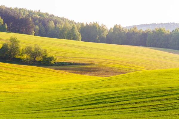 Bahar yeşil tarım arazisi. Herbisit kavramı. Çim arka plan