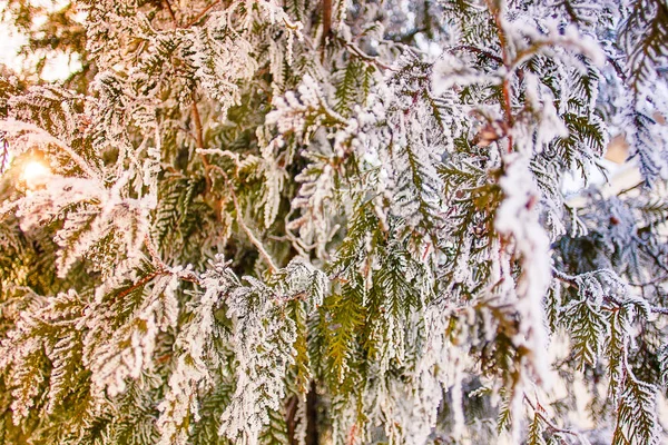 Nadelzweige Schnee Strukturiert Eiskonzept Frostiger Morgen — Stockfoto