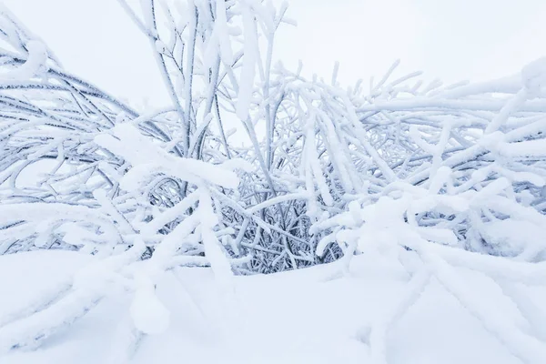 Büsche Verbiegen Sich Unter Einer Schneeschicht Winterkonzept — Stockfoto