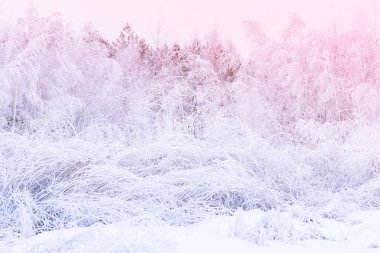 Karışık orman yoğun kar yağışı sonra. Blizzard kavramı