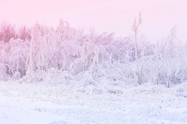 Paysage Hivernal Forêt Mixte Après Fortes Chutes Neige Concept Gel — Photo