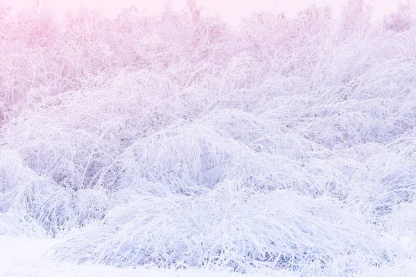 Nahaufnahme Natürliches Muster Schneebedecktes Gebüsch Das Sich Zum Boden Neigt — Stockfoto