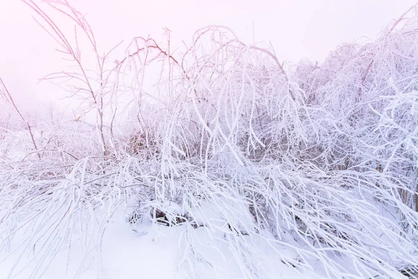 Schneeschicht Auf Büschen Aus Nächster Nähe Schneesturm Konzept — Stockfoto