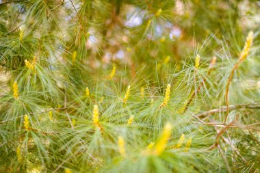 İnce çam dalları seçici odak. Orman konsepti
