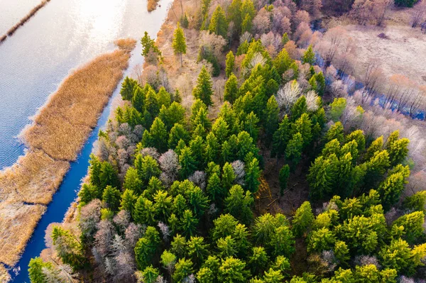 Forêt verte près de la rivière. Concept d'écologie. Saison sèche dans les bois Images De Stock Libres De Droits