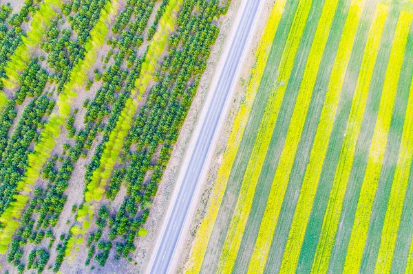 農業の概念。コルザ、道路に沿って成長する森林。美しい空中風景 — ストック写真