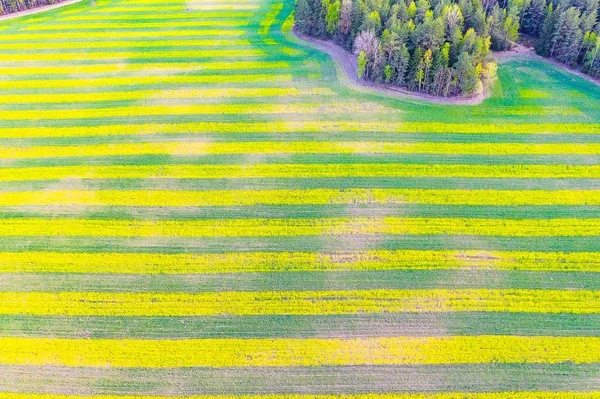 田舎の明るい縞模様。農村部でコルザを栽培。空中風景 — ストック写真