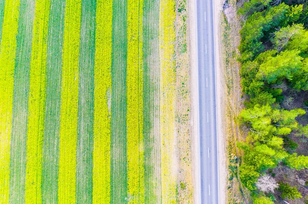 Creative farming. Colza growing near road and forest aerial — Stock Photo, Image