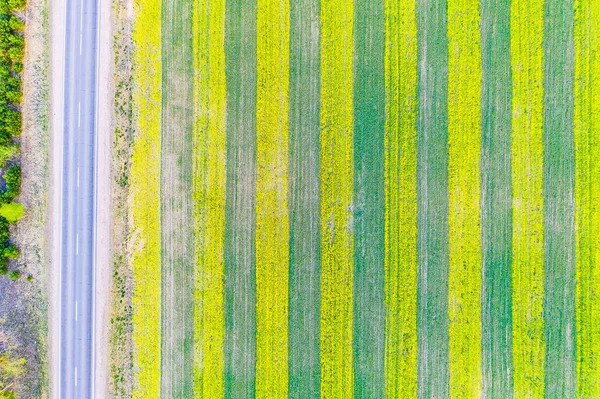 Gazdálkodási koncepció. A colza mező a vidéki út mentén van. Kreatív mezőgazdaság — Stock Fotó