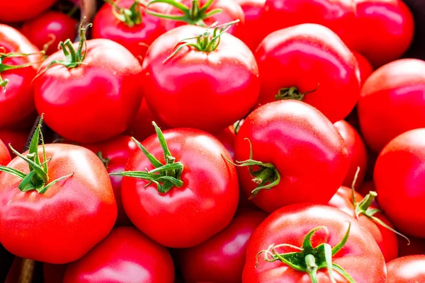 잘 익은 토마토더미에 닫습니다. 건강한 식단. 신선한 야채. 제철 음식 — 스톡 사진