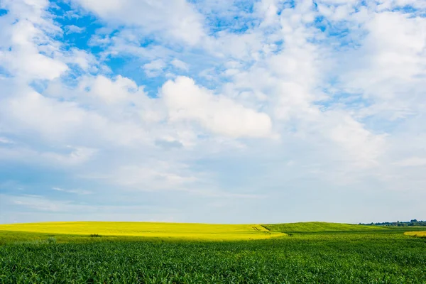 Koncepcja zbiorów. Zielone pole kukurydzy pod błękitne niebo, piękny krajobraz — Zdjęcie stockowe