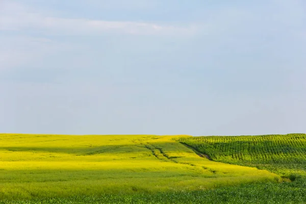 Yeşil mısır tarlası ve sarı kolza çayırı. Tarım arazisi. Yaz saati — Stok fotoğraf