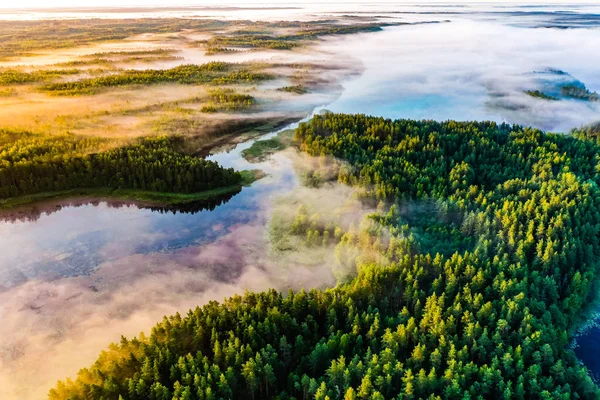 朝の緑の森に濃い霧が掛かり、空中風景。エコロジーコンセプト — ストック写真