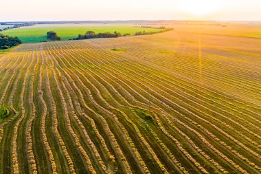 Hasat konsepti. Tarım arazilerinde saman çizgileri, hava arazisi. Kırsal manzara