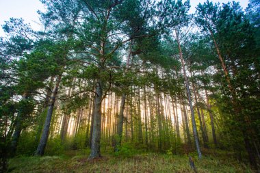 Ekoloji kavramı. Güneş ışınları yeşil iğne yapraklı ormanboyunca akar. Ormanda güzel manzara