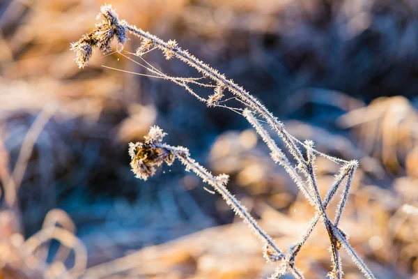 Trockener Zweig weiß mit Frostmakro. Kalter Morgen. Klimawandel — Stockfoto