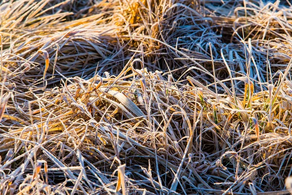 Trockenes Gras weiß mit Froststruktur. Morgen im Herbst Konzept. Wetterumschwung — Stockfoto