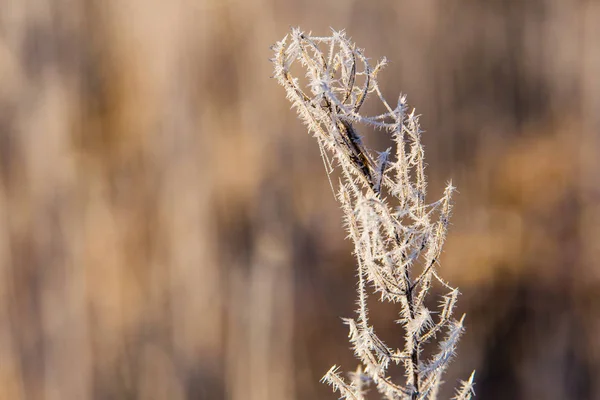 Trockenes Gras weiß mit Frost Makro isoliert. Morgenmagazin im Herbst. Konzept ländlicher Raum — Stockfoto