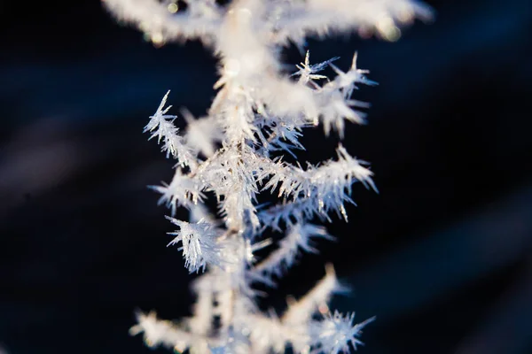 Kleine Eiszapfen auf Gras Makro. Saisonübergang. Erstaunliches Naturkonzept — Stockfoto