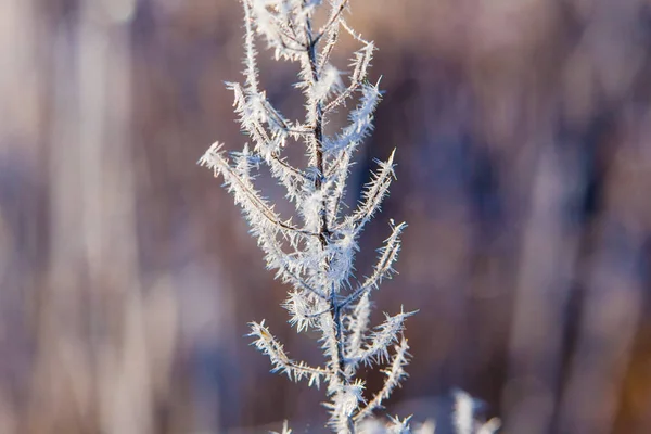 Frost auf Gras. Kaltwetterkonzept. gefrorener Zweig isoliert aus nächster Nähe — Stockfoto
