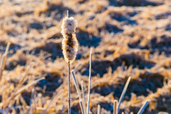 Rohrkolben weiß mit Frost Nahaufnahme. Temperatursenkungskonzept. sonnige Morgenlandschaft — Stockfoto